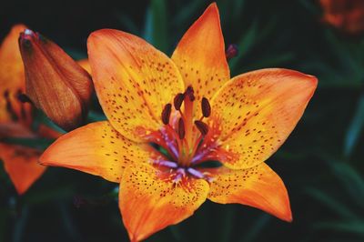 Close-up of orange lily