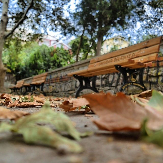 tree, selective focus, built structure, focus on foreground, leaf, surface level, architecture, focus on background, day, outdoors, close-up, nature, no people, building exterior, autumn, branch, growth, bridge - man made structure, plant, forest