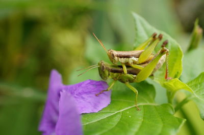 Close-up of insect on flower