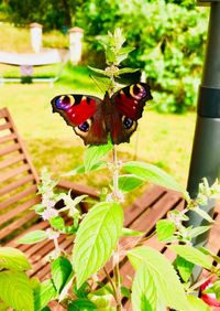 Close-up of butterfly pollinating flower