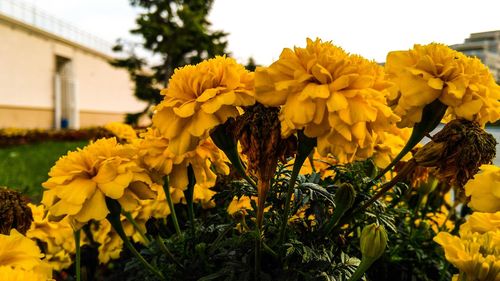 Close-up of yellow flowering plant