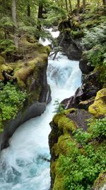 Scenic view of waterfall in forest