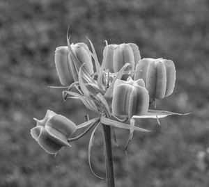 Close-up of flowering plant on field
