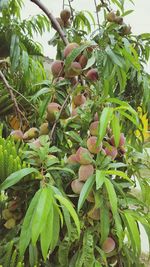 Low angle view of fruits growing on tree