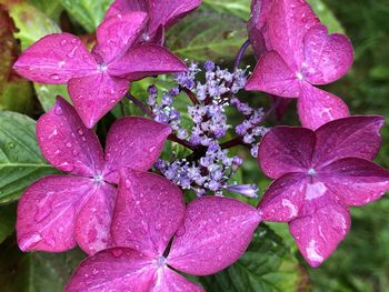 Close-up of wet pink flowering plant during rainy season