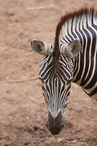 Close up shot of zebra head