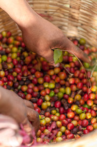 Cropped image of farmer picking coffee crops from basket