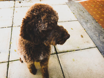 Dog on tiled floor
