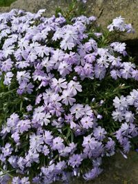 Close-up of purple flowers blooming outdoors