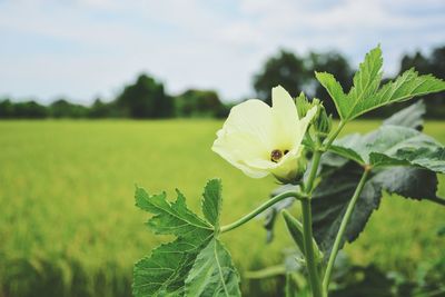 Close-up of flower against sky