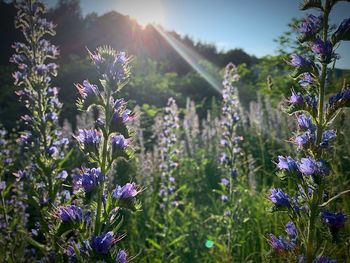 Close-up of purple flowering plants on field