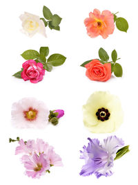 Close-up of pink roses against white background