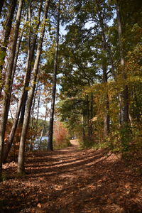 Trees growing in forest during autumn