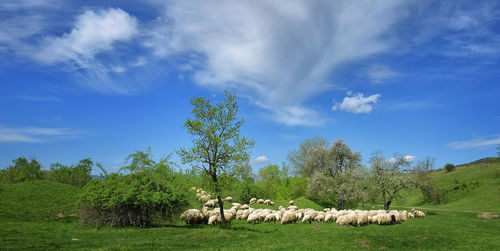 Scenic view of grassy field against cloudy sky
