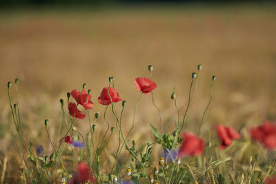 Close-up of red poppy flowers on field