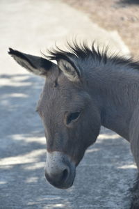 Close-up of a donkey