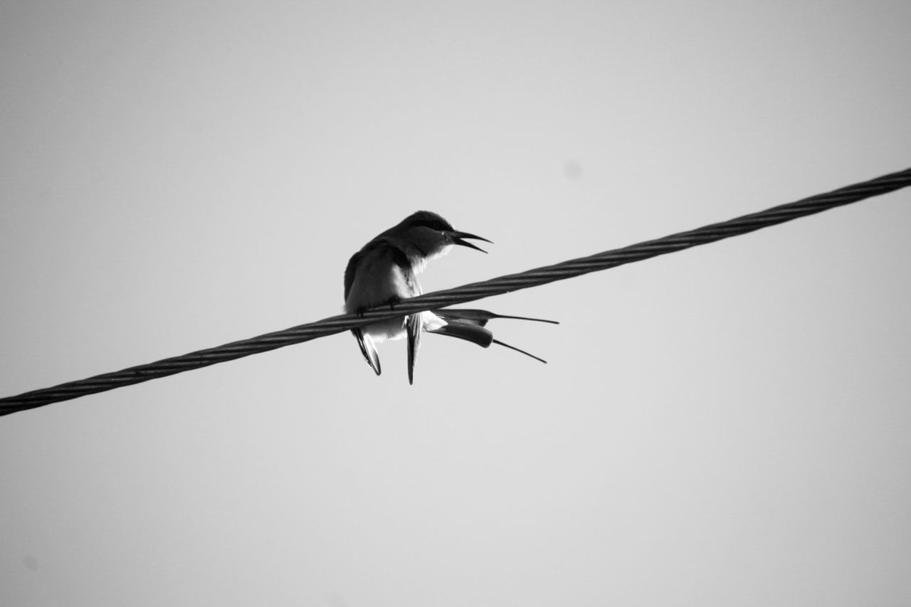 animal themes, animal wildlife, animal, bird, wildlife, one animal, perching, wing, no people, sky, low angle view, line, nature, clear sky, cable, copy space, day, outdoors, animal body part, branch, black and white