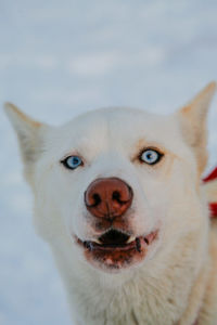 Close-up portrait of a white dog