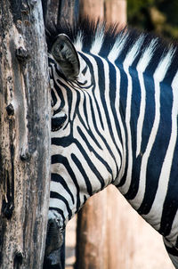 Close-up of zebra