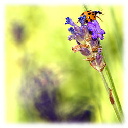 Close-up of bee pollinating on flower