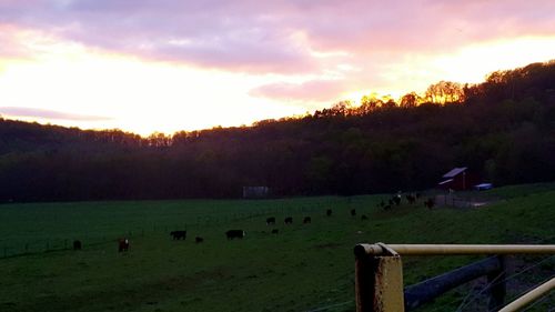 Scenic view of field against sky during sunset