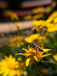 Close-up of bee on yellow flower