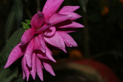 Close-up of wet pink rose flower