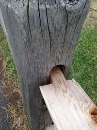 Close-up of tree stump