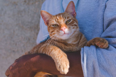 Portrait of cat resting on blanket