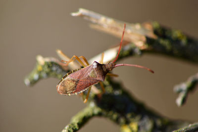 Close-up of beetle on branch
