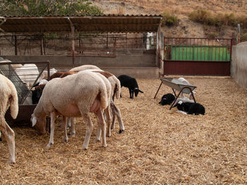 Sheep grazing in a field