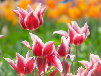 Close-up of pink tulips