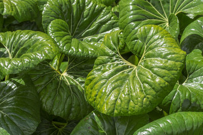 Close-up of leaves growing at botanical garden