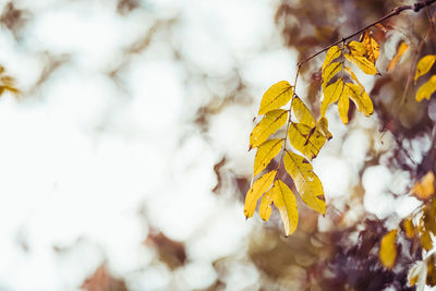 Close-up of yellow leaves against blurred background