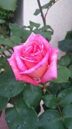 Close-up of pink rose