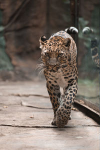 Full length of a cat in zoo