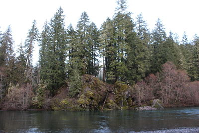 Scenic view of lake against trees in forest