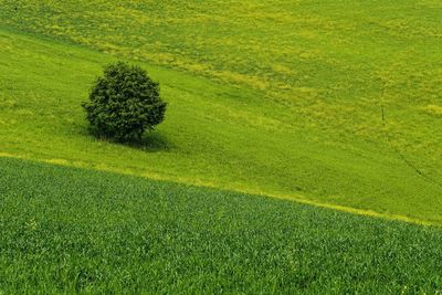 Scenic view of agricultural field