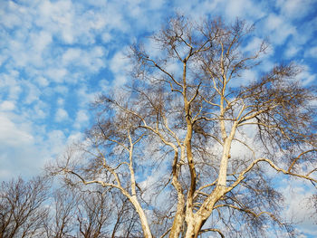 Low angle view of bare tree against sky