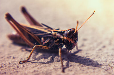 Close-up of grasshopper