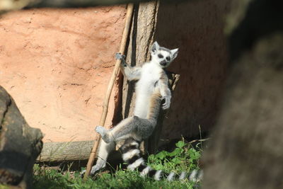 Lemur in the zoo