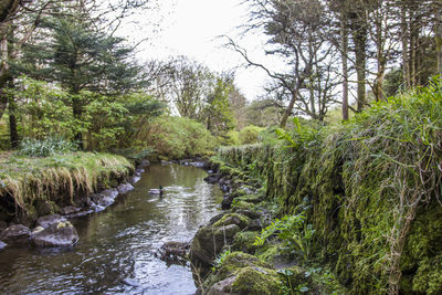 Scenic view of river flowing through forest