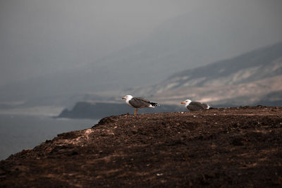 Seagull perching on rock