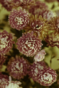 Close-up of pink flowers