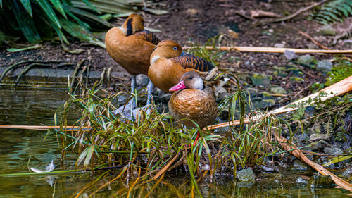 Birds in a lake