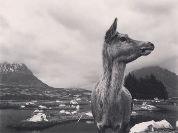 High angle view of deer on mountain against sky