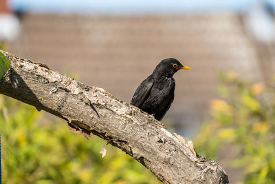 Close-up of bird perching on branch