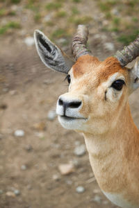 Close-up of deer