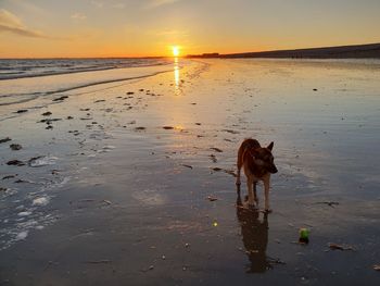 Dog on beach during sunset