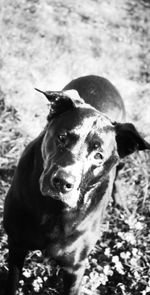 Close-up portrait of dog
